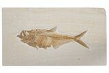Fossil Fish (Diplomystus) - Green River Formation #214123-1